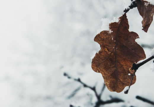 Blatt im Schnee