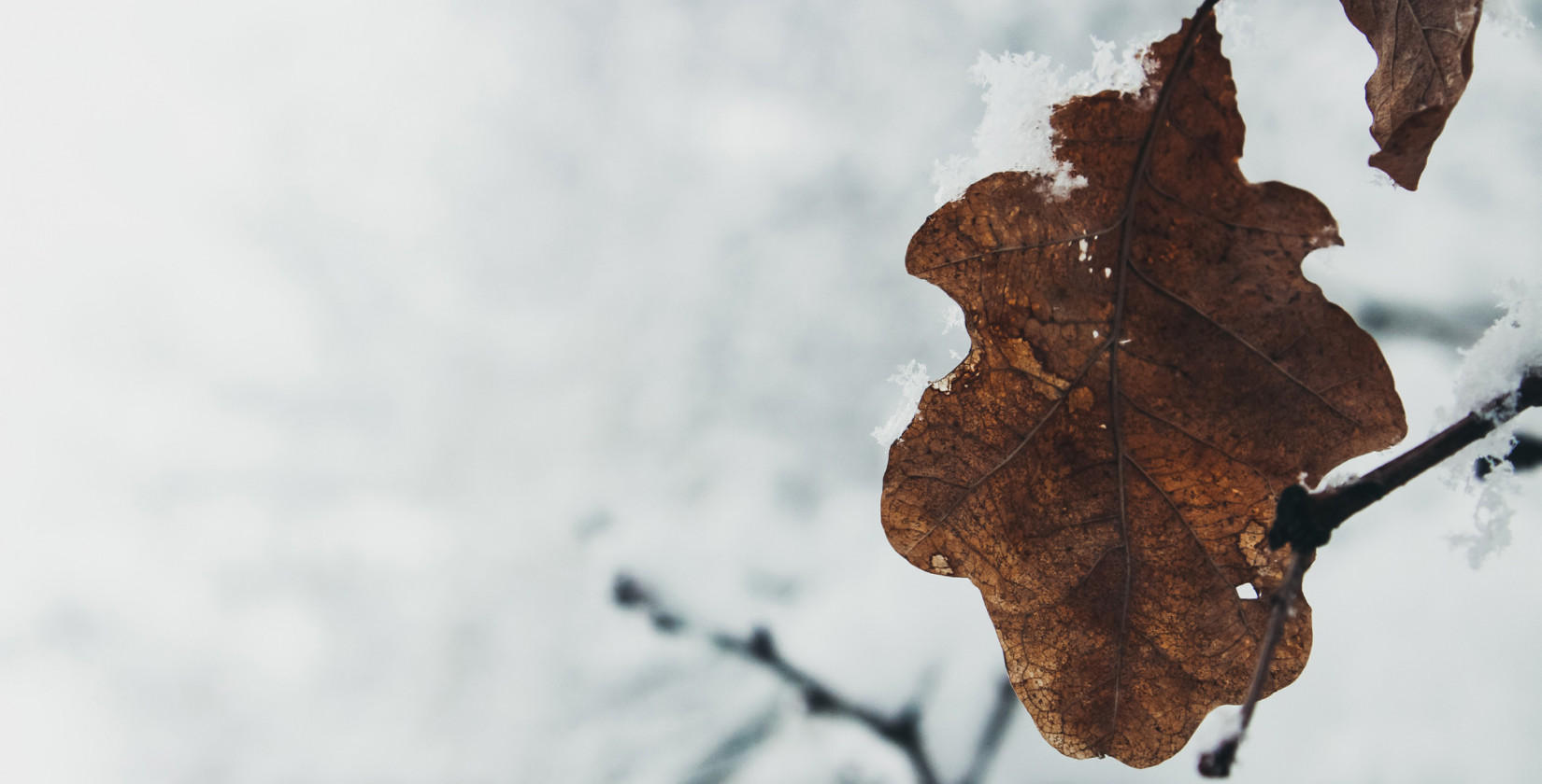 Blatt im Schnee