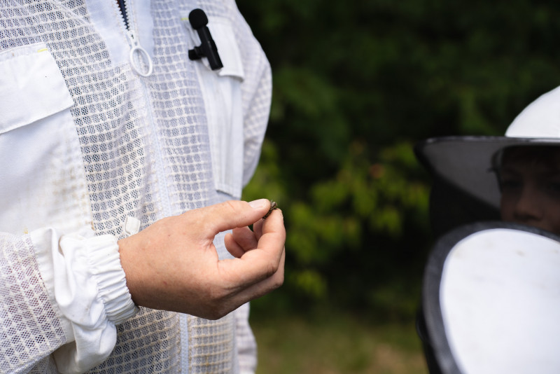 Der Imker hält bei der Honigernte eine Biene in der Hand