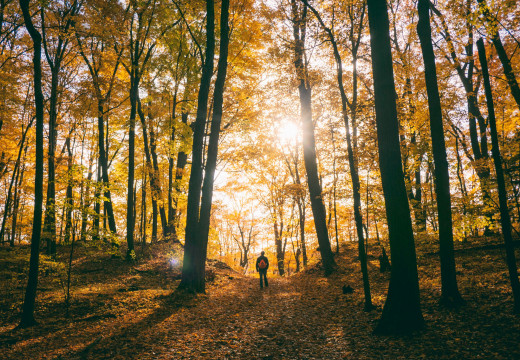 Man hiking through a forest in autumn