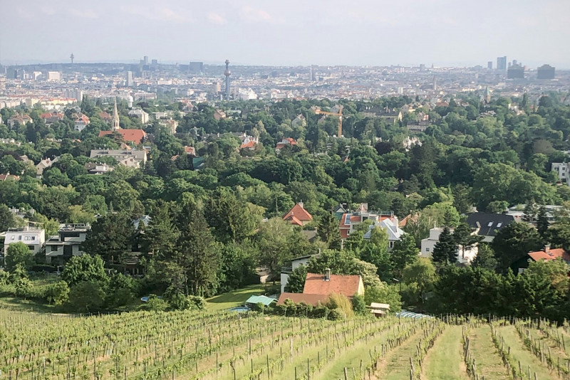 Vineyards with a view of Vienna