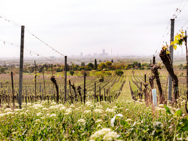 Vineyard with a view of Vienna